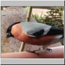 Pyrrhula pyrrhula - Gimpel m08.jpg